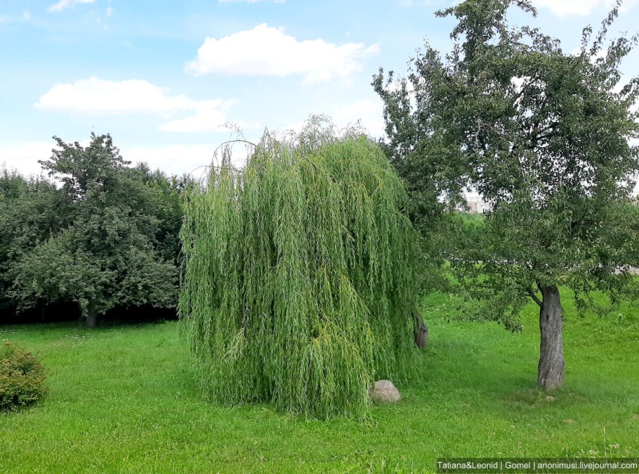 Ива белая плакучая