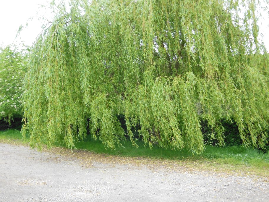 Weeping willow tree
