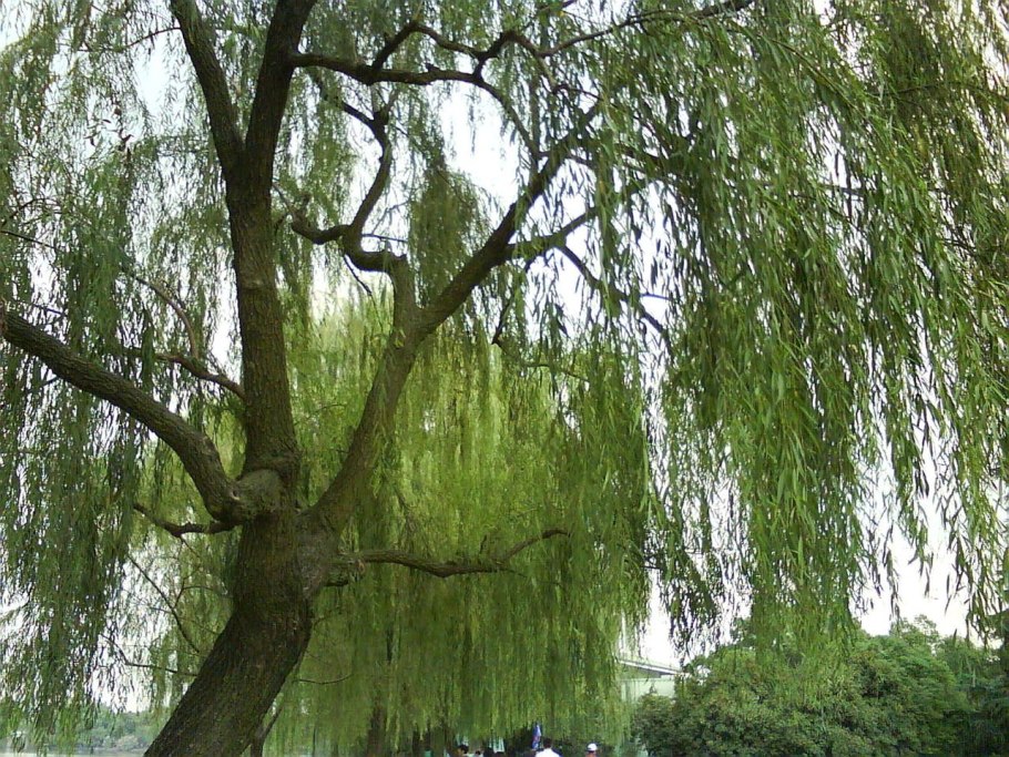 Ива желтокорая плакучая