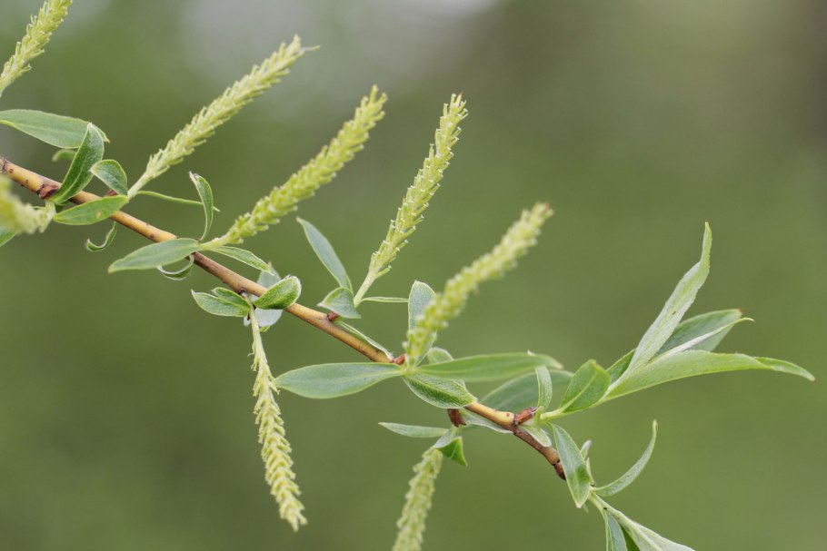 Ива пурпурная Salix purpurea Nana p12