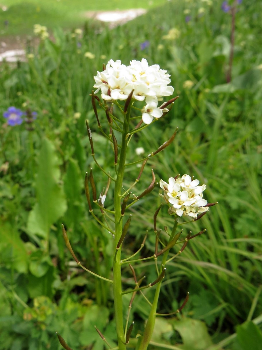 Эвтрема сердцелистная