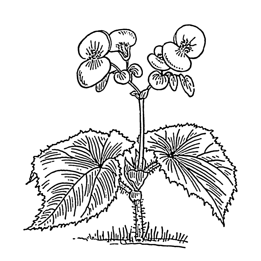 Части растений раскраска