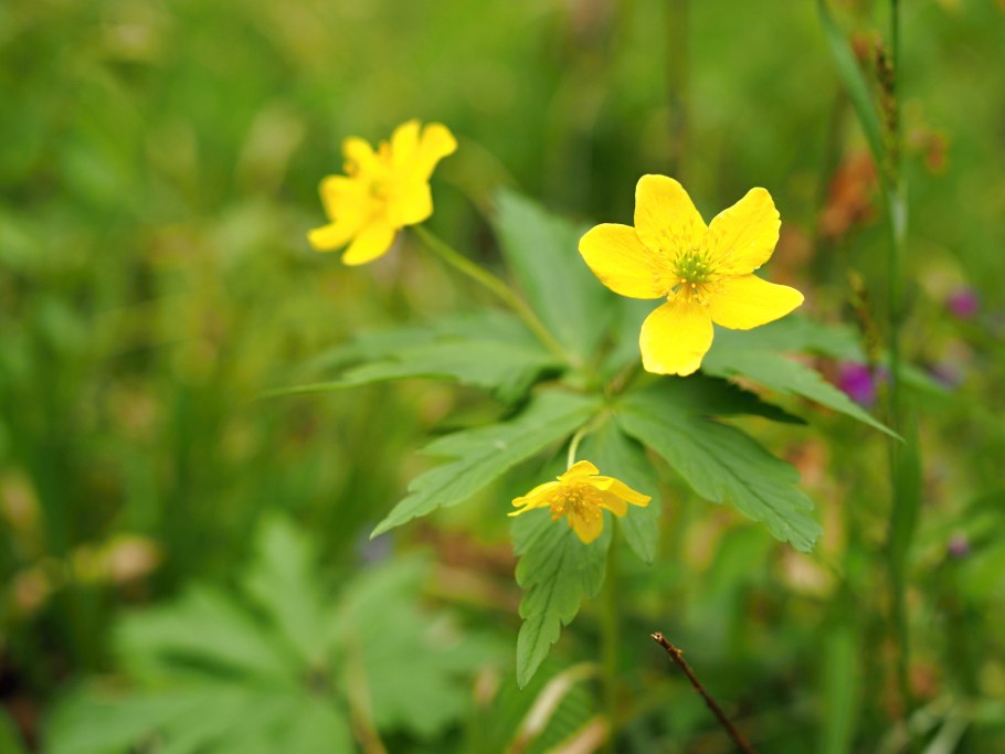 Anemone ranunculoides завязь
