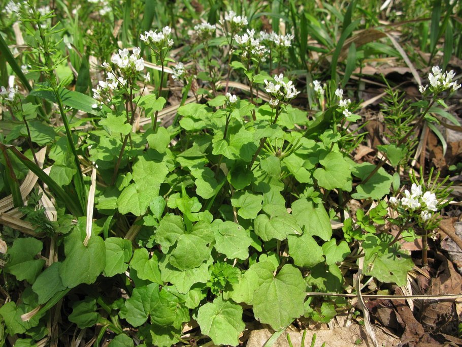 Эвтрема сердцелистная