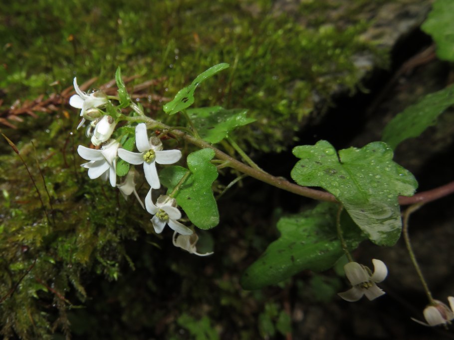 Эвтрема цельнолистная