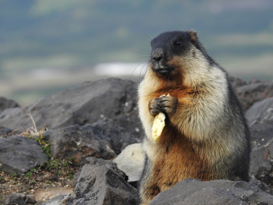 Бонни Роттен школьница