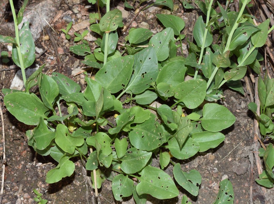 Эвтрема цельнолистная