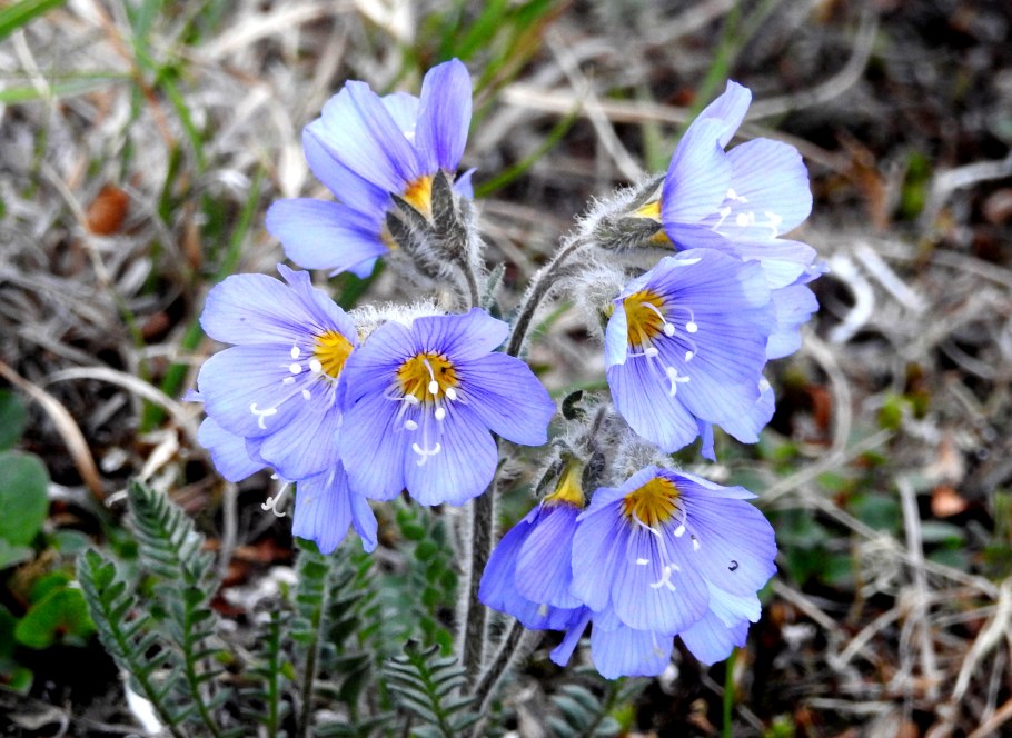 Гыданский заповедник Флора