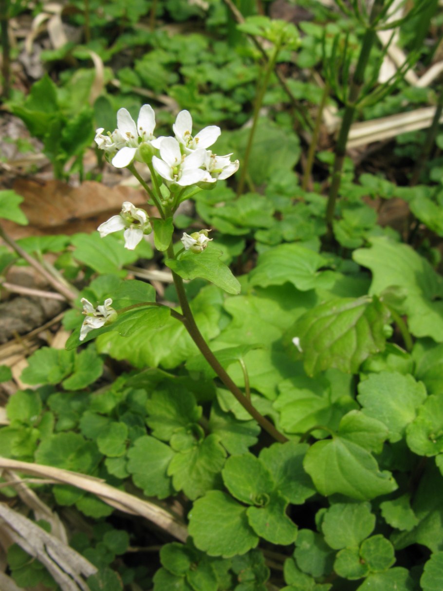 Эвтрема цельнолистная