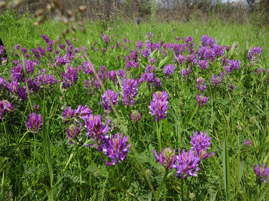 Астрагал эспарцетовый (Astragalus Onobrychis)