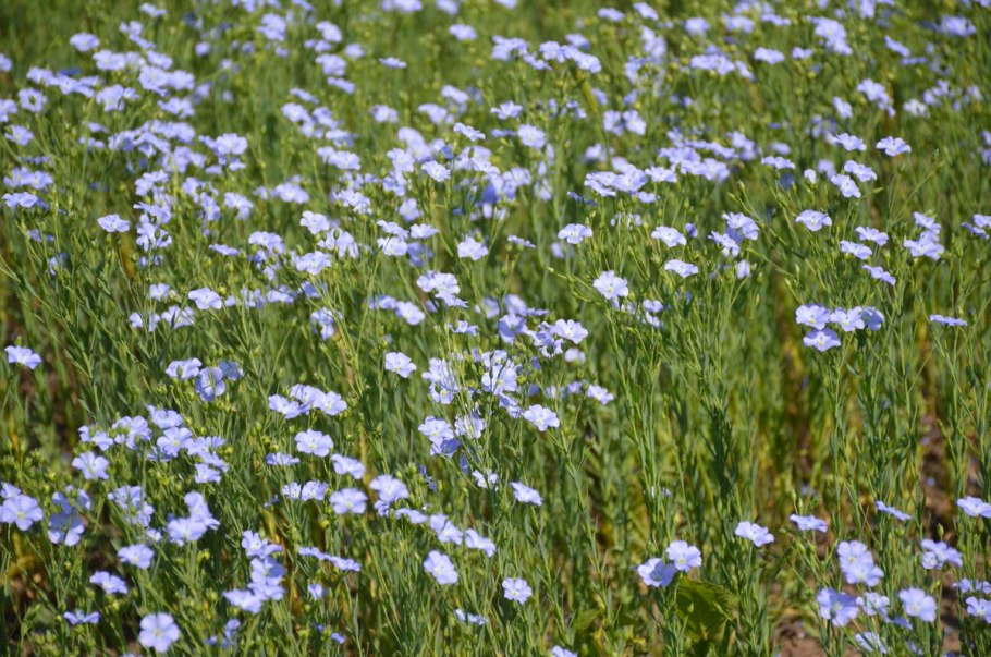 Лен горный Linum austriacum