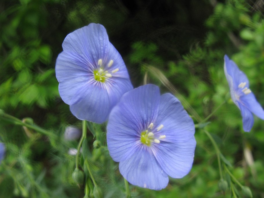 Linum austriacum