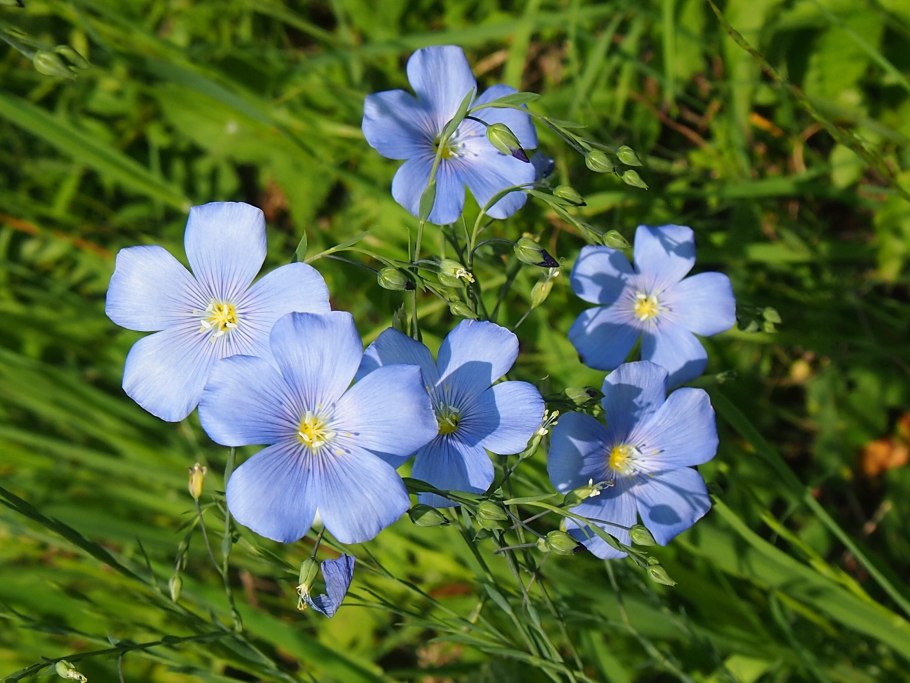 Linum austriacum
