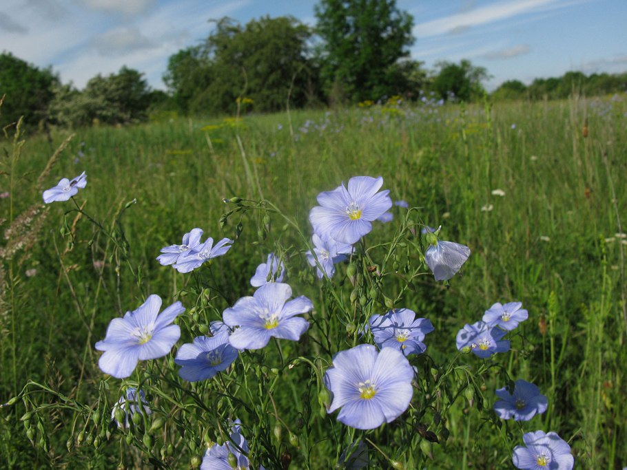 Лен горный Linum austriacum