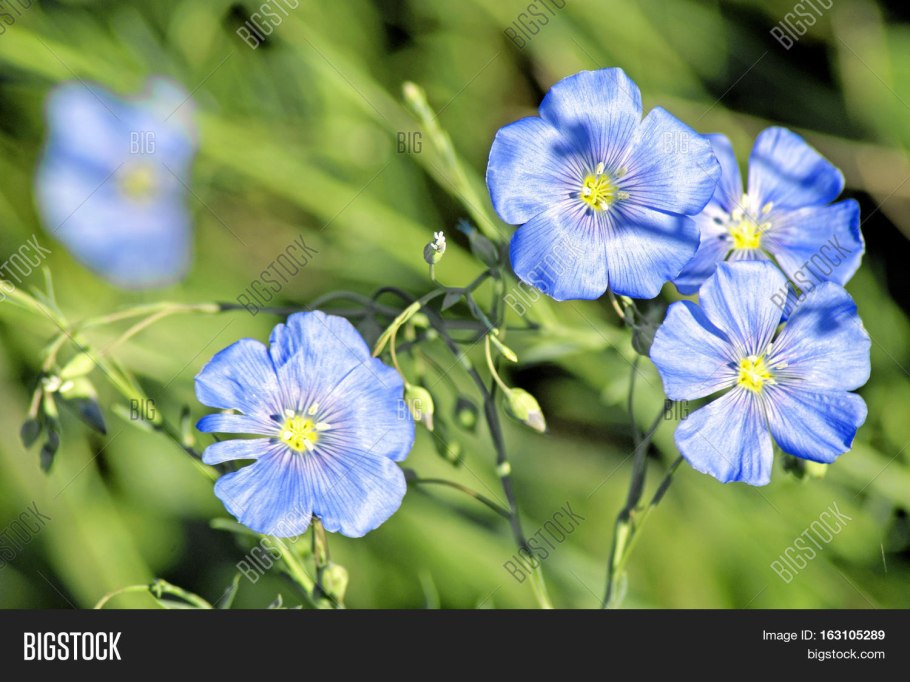 Лён обыкновенный долгунец