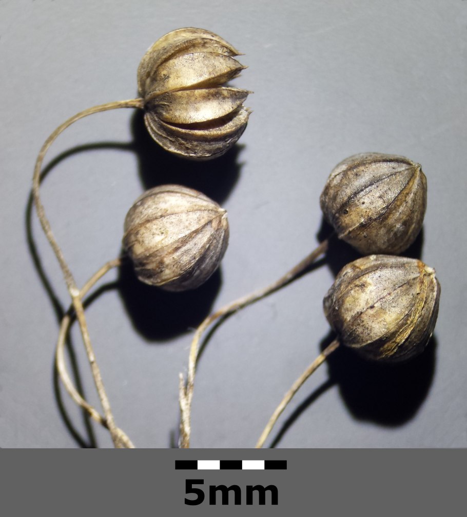 Linum austriacum