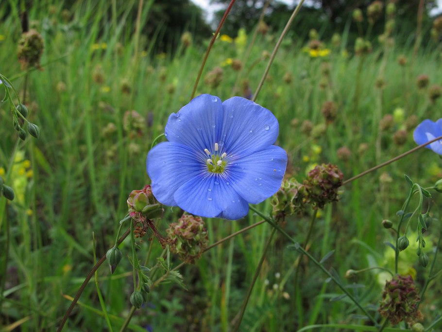 Медонос лен многолетний