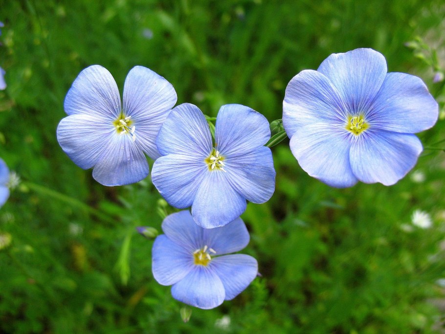 Лен Вальхейм
