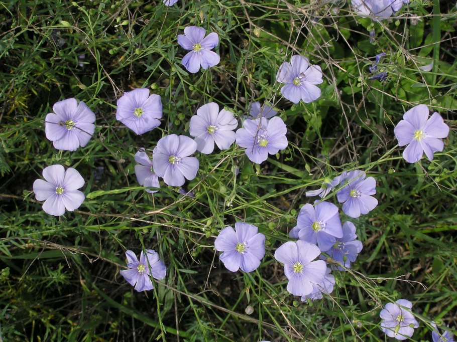 Лен горный Linum austriacum