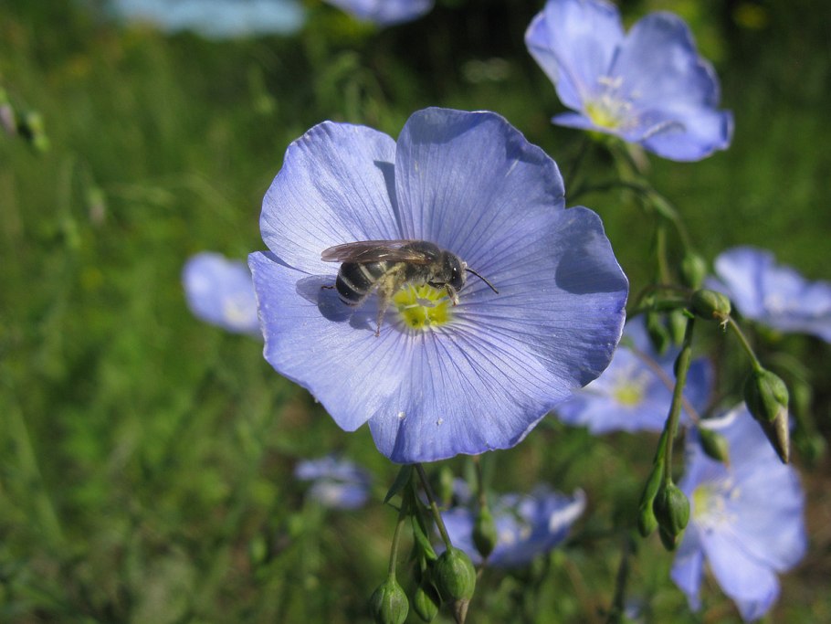 1. Лён – Línum