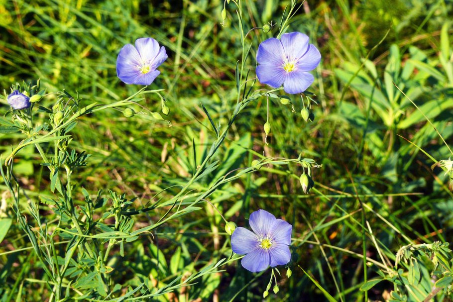 Лен горный Linum austriacum