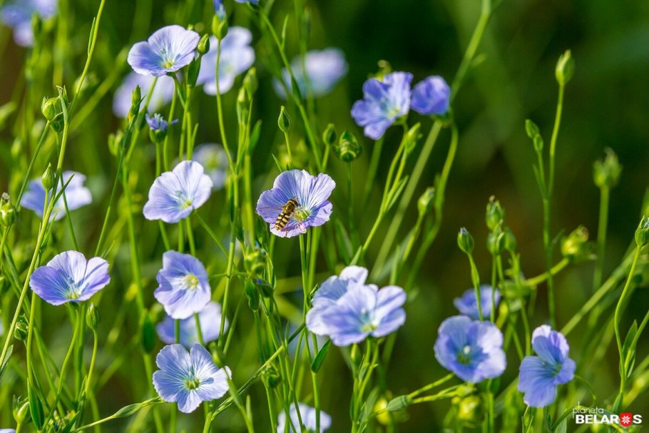 Linum hypericifolium
