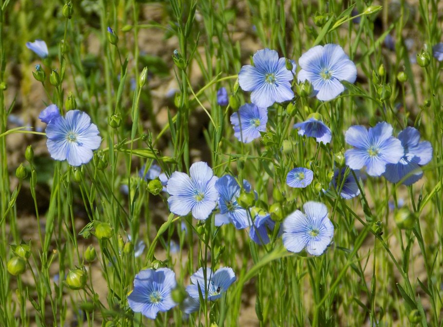 Лён обыкновенный (linum usitatissimum l.)