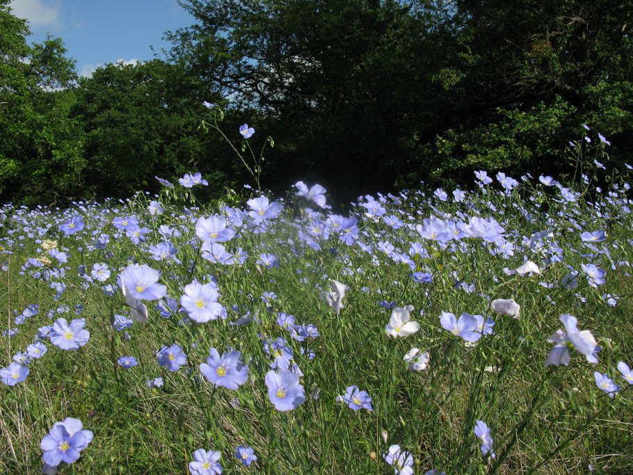 Лютик Степной цветок