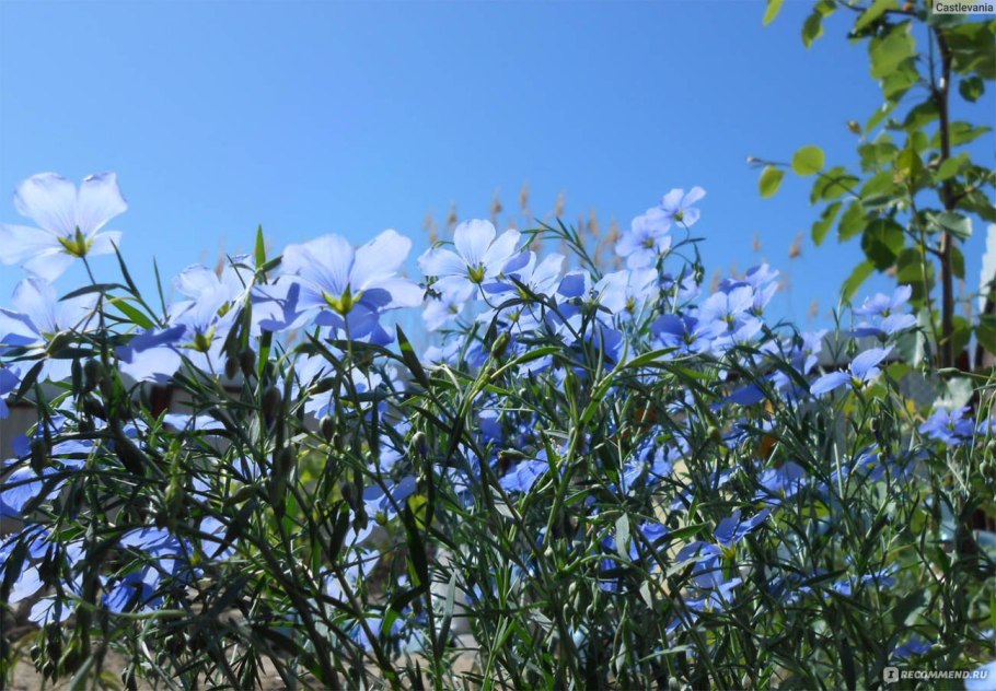 Лен масличный