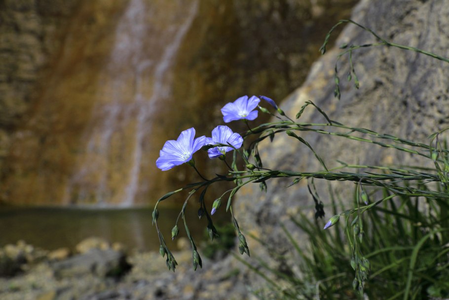 Лен австрийский Крым