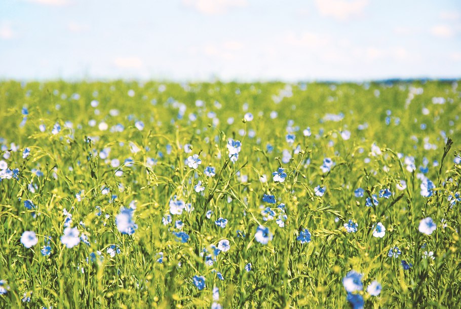 Лён долгунец