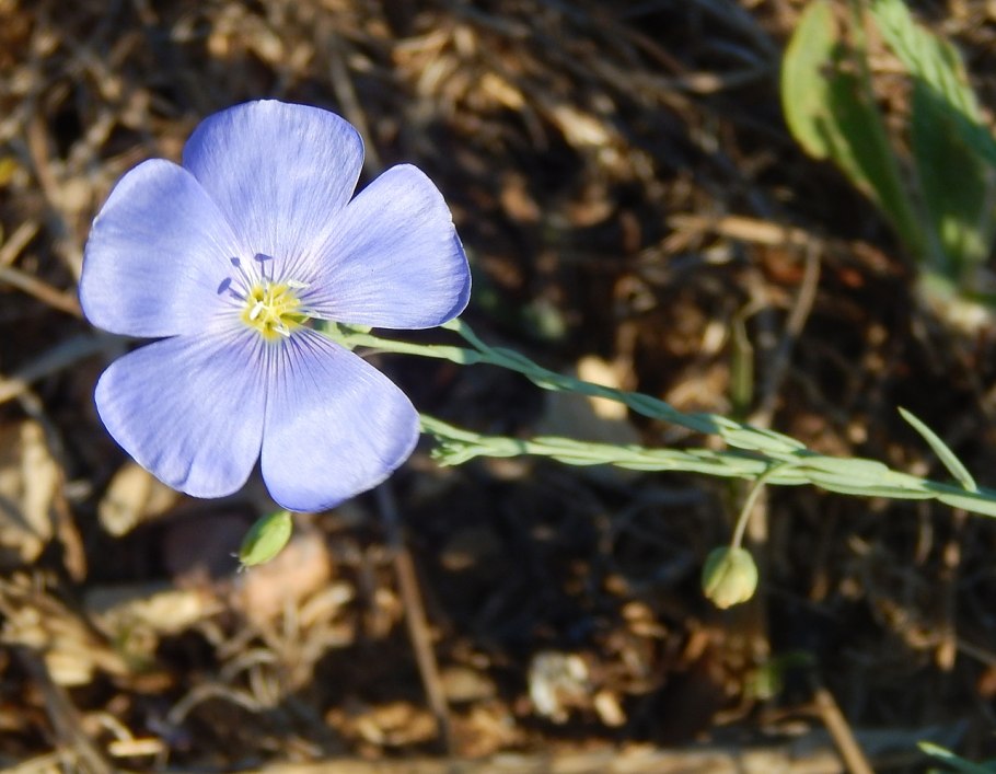 Лен горный Linum austriacum
