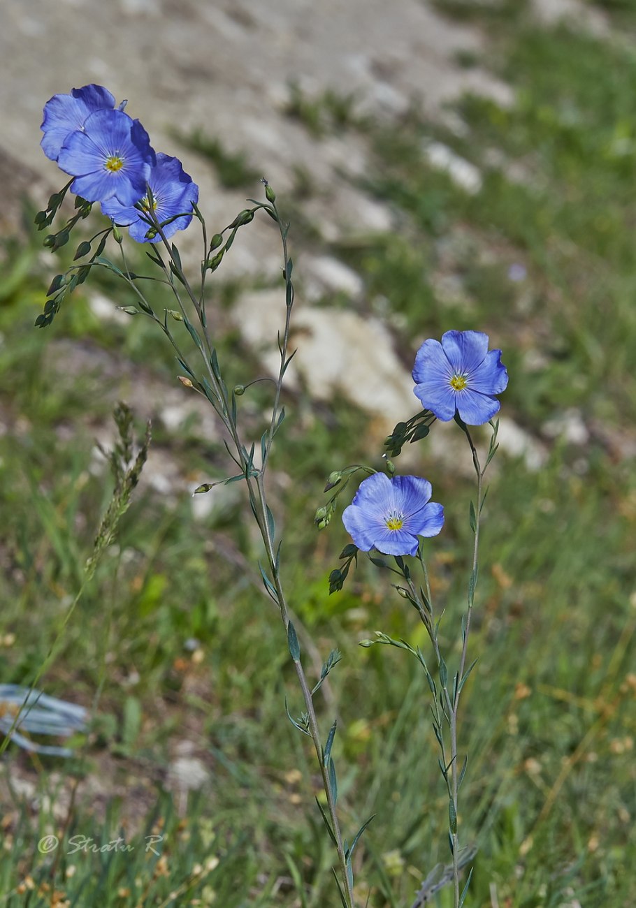 Лен горный Linum austriacum