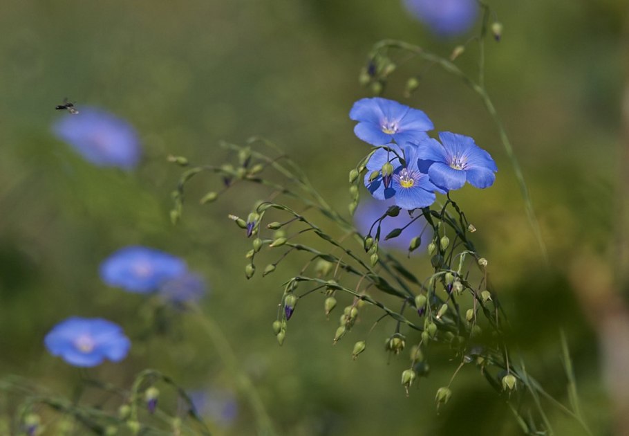 Как растет лен