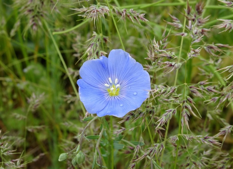 Лён жёстковолосистый