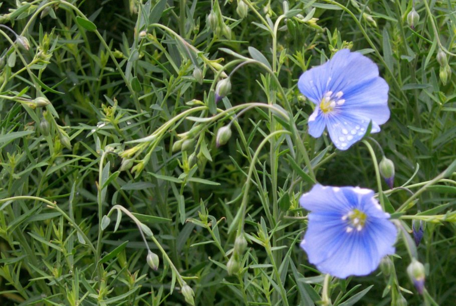 Технические культуры лен долгунец