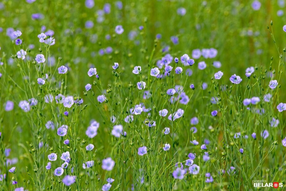 Лен обыкновенный - linum usitatissimum