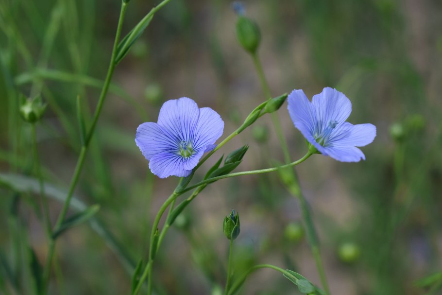 Linum humile