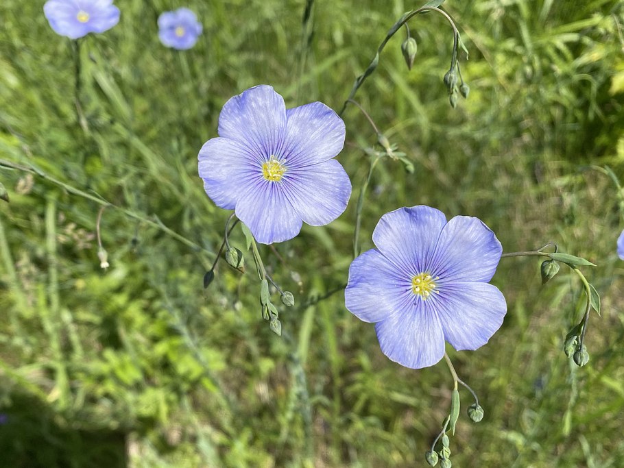 Лён (Linum)