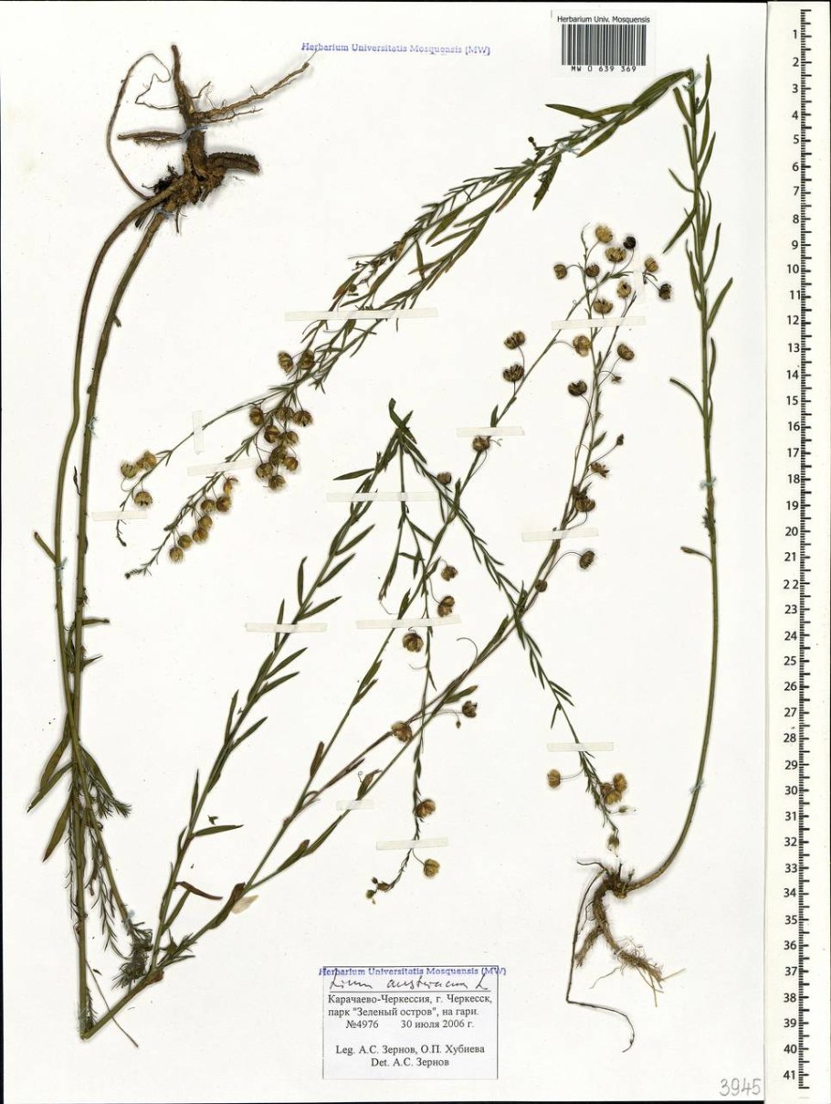 Рыжик мелкоплодный гербарий