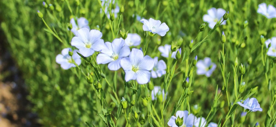 Лён обыкновенный (linum usitatissimum l.)