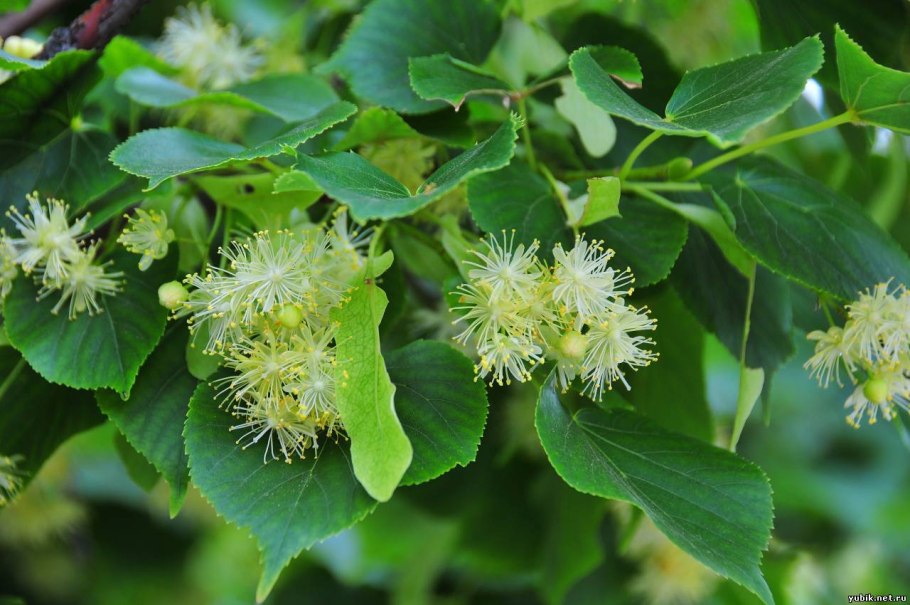 Липа мелколистная сердцевидная