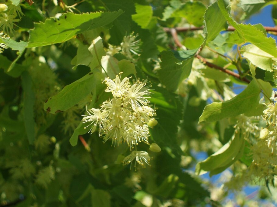 Липа сердцевидная и липа мелколистная