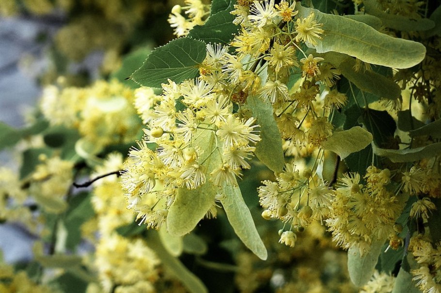 Липа мелколистная Tilia cordata