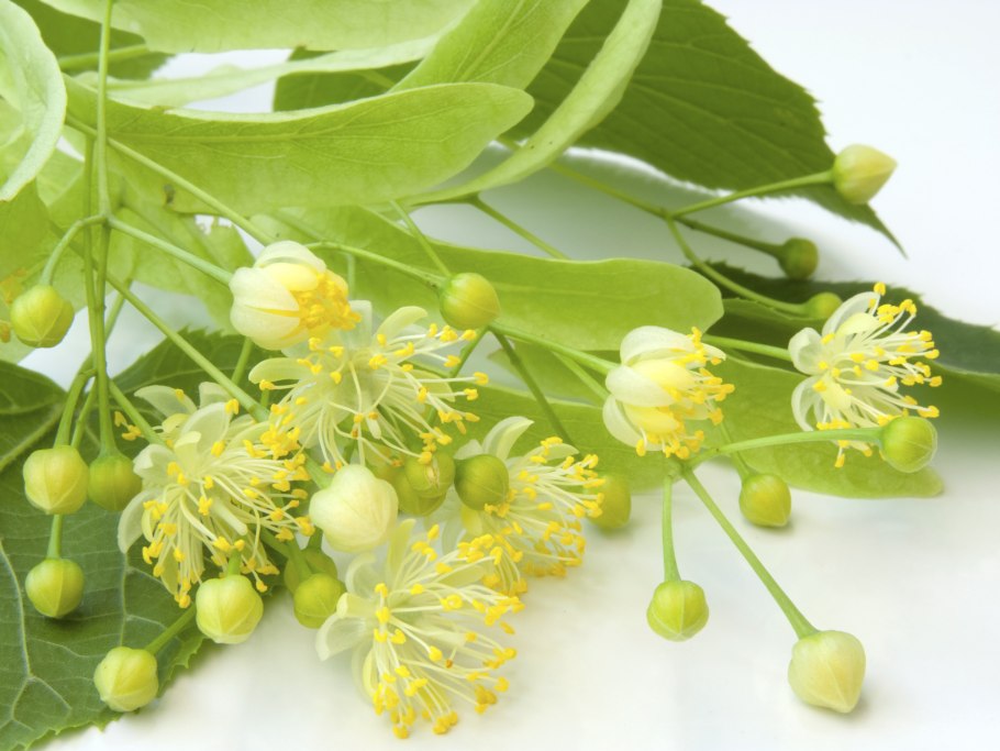 Липа пушистостолбиковая