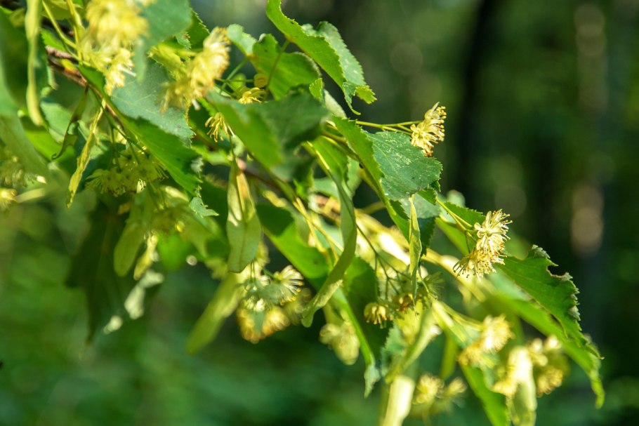 Липа мелколистная цветение
