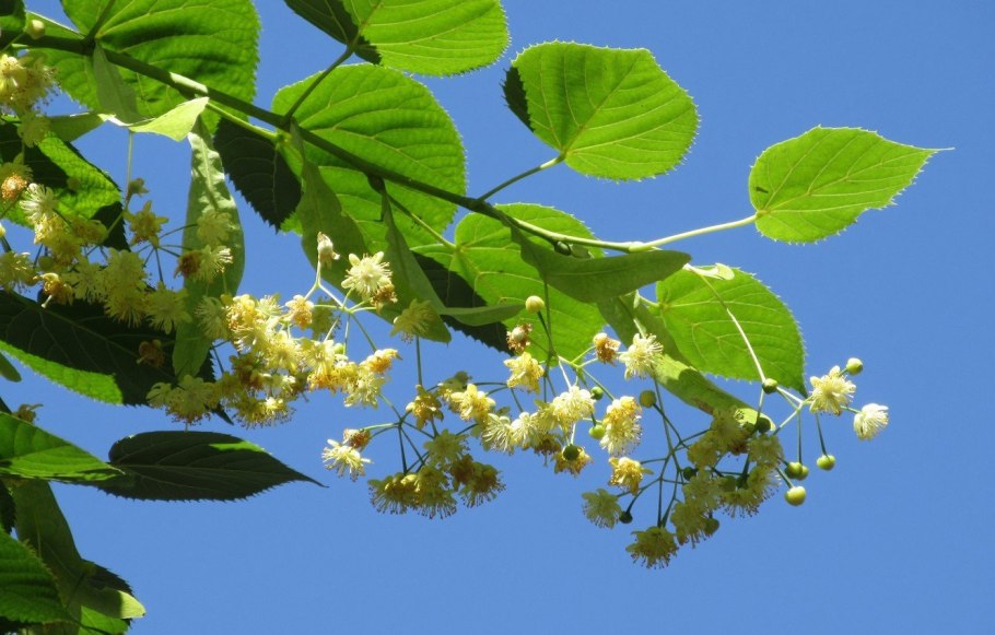 Липа разнолистная