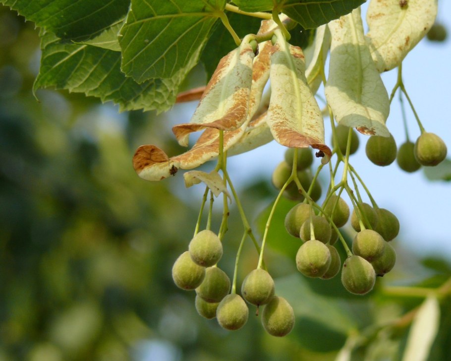 Липа мелколистная медонос