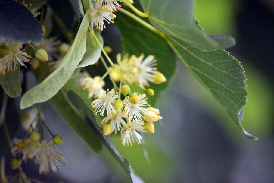 Липа мелколистная цветы