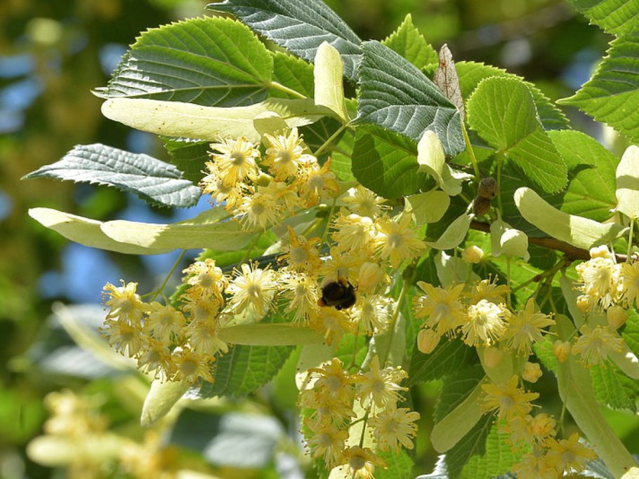 Липа сердцевидная Tilia cordata
